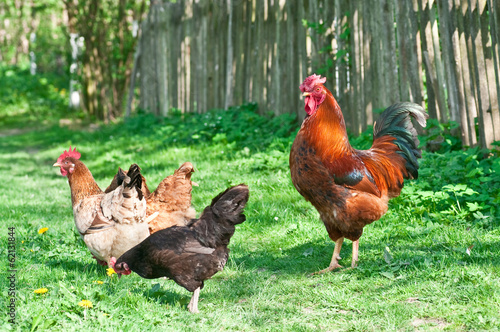 Hens and rooster