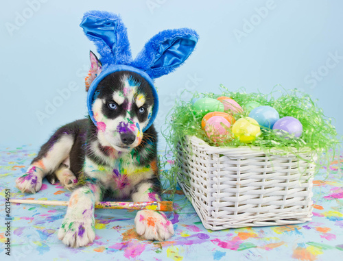 Easter Husky Puppy