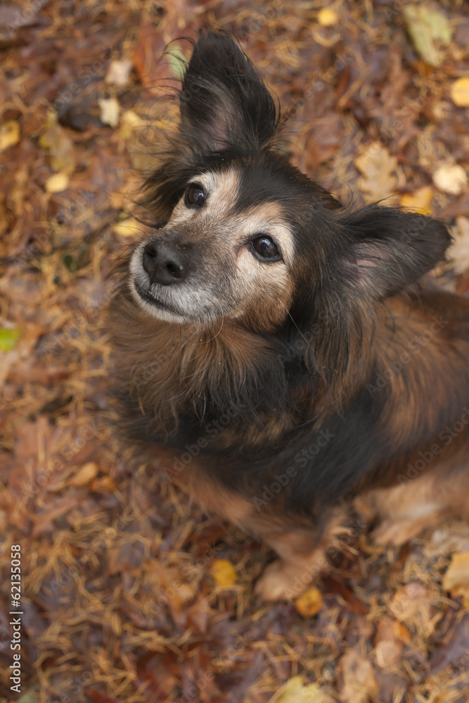 Fototapeta premium Obedience dog n the autumn