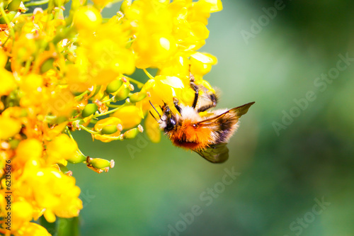 Hummel beim Nektarsammeln photo