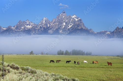 Grand Teton, Pferde, Nebel, Wyoming, USA