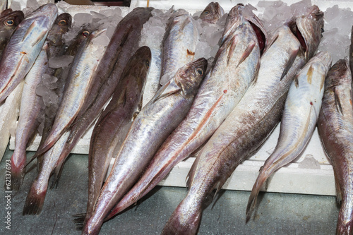 Fresh from the ocean bogue fish catch photo