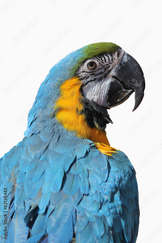 Fototapeta premium Pappagallo
