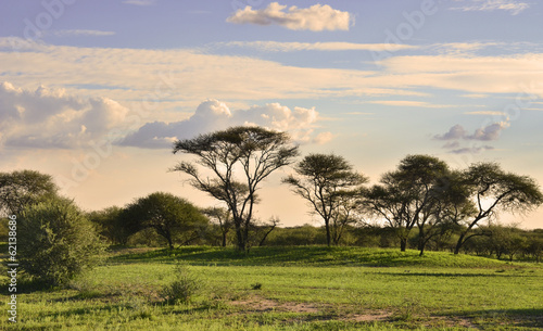 Konstfotografi African savannah in sunset light