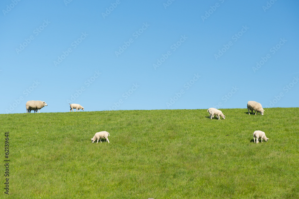 Sheep on dike