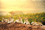 Lion cubs waiting together.