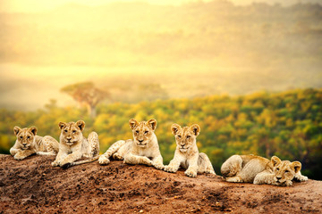 Fototapete Honigfarbe Löwenbabys warten zusammen.  © karelnoppe