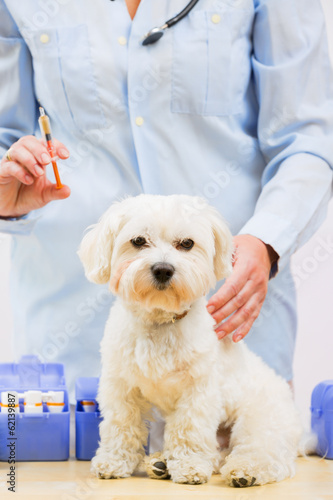 Veterinary treatment - vaccinating the Maltese dog