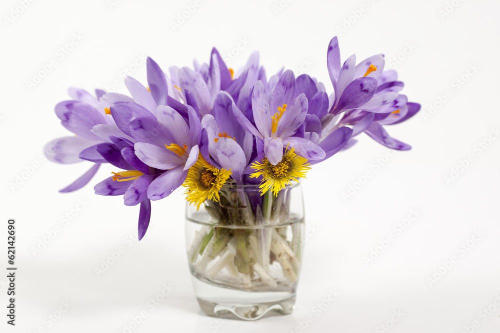 crocuses crocuses