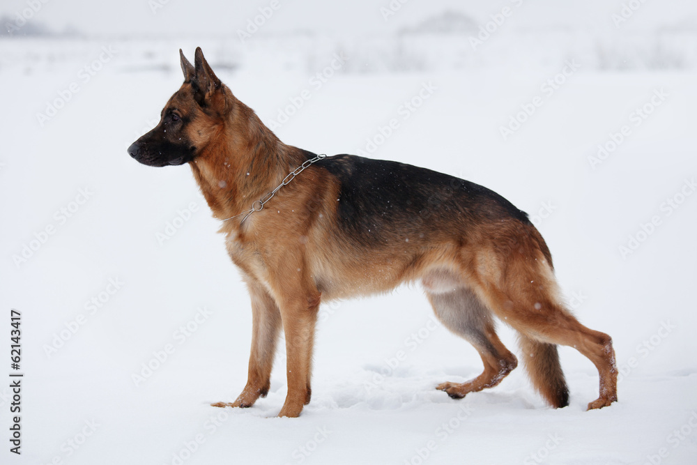 Shepherd warily looking ahead standing on snow Shepherd warily looking ahead standing on snow