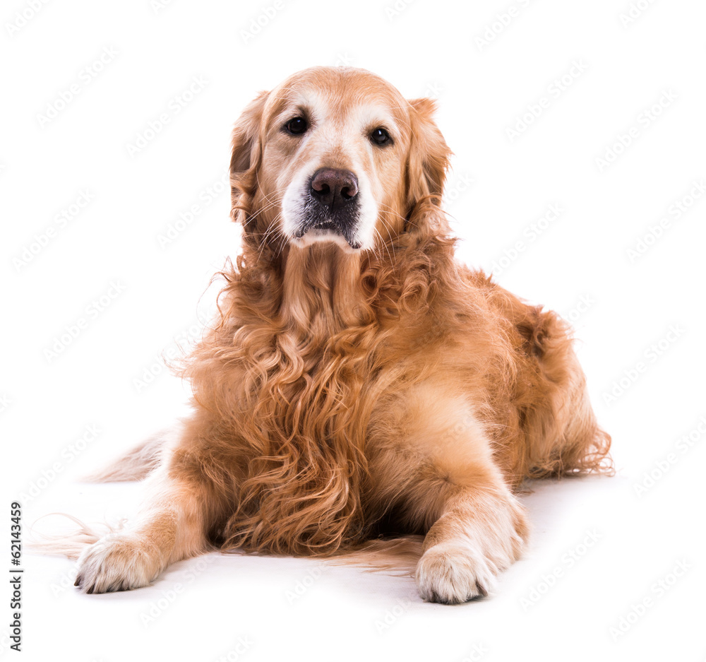 golden retriever dog laying down