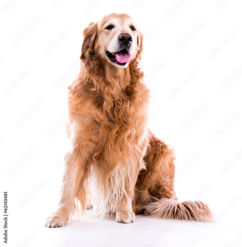 Beautiful dog golden retriever sitting down