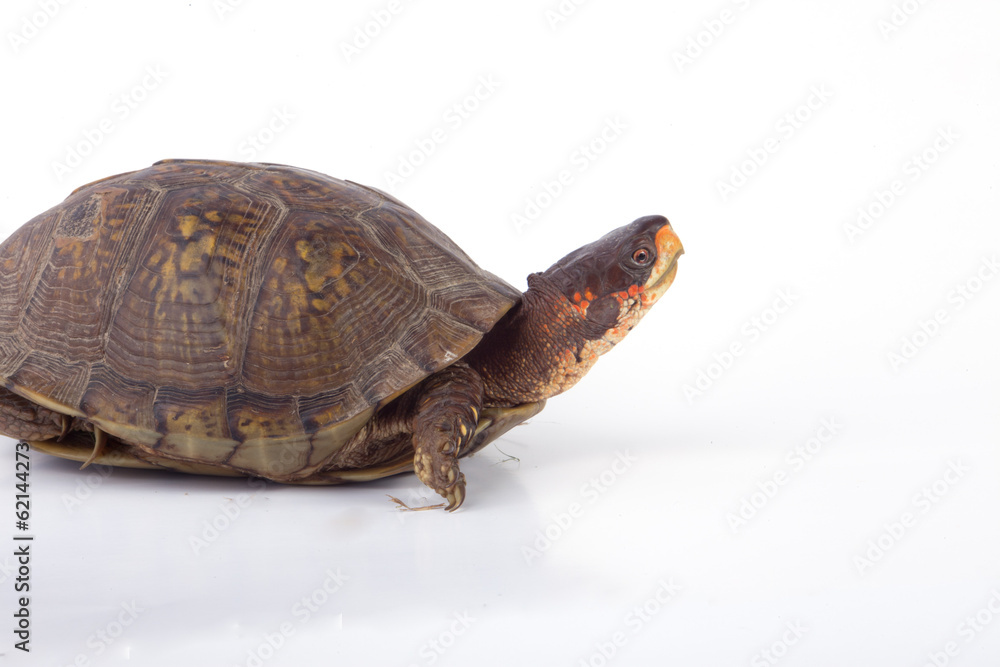 Obraz premium Box Turtle