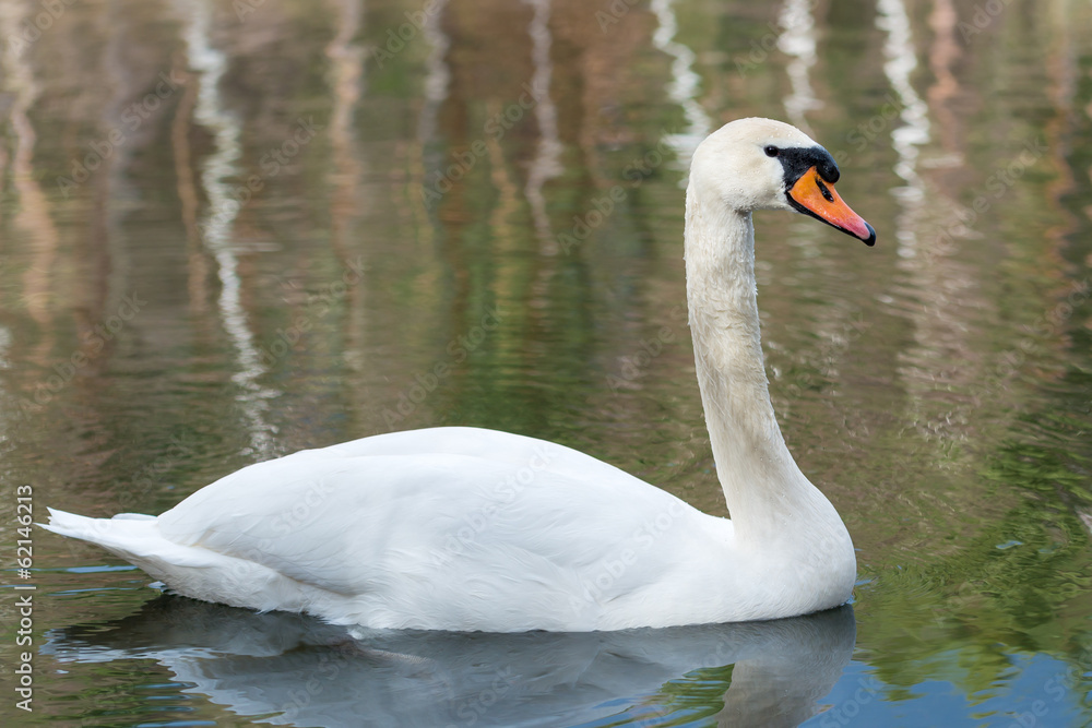 Obraz premium Mute Swan