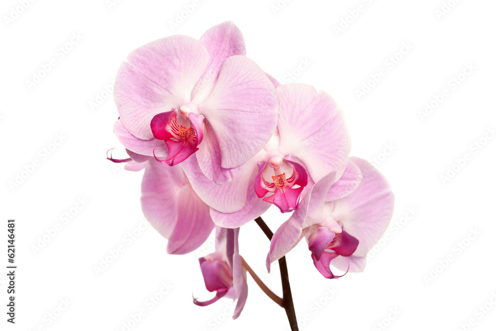 Beautiful pink orchid flowers isolated on white Beautiful pink orchid flowers isolated on white