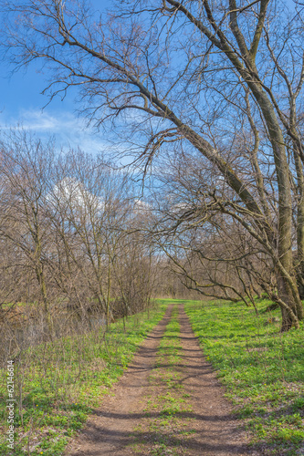 Sunlight in the green forest, spring time