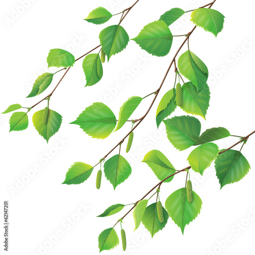 Birch branches