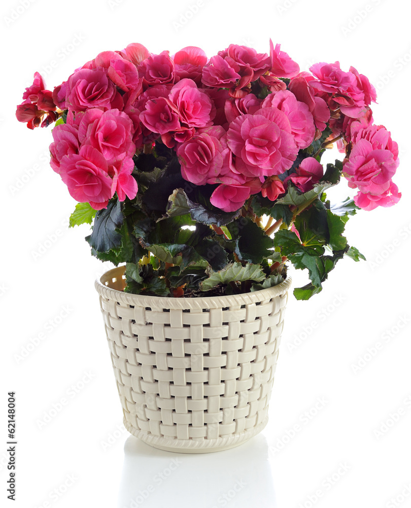 Fototapeta premium begonia in pot