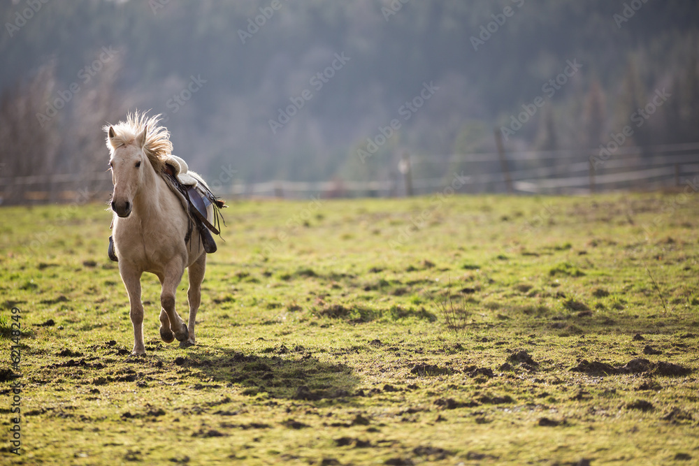 Fototapeta premium Beautiful, saddled horse galloping towards you
