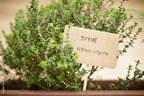 Thyme plant on urban garden © raimunda-losantos