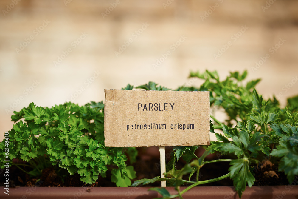 Parsley plant on urban garden StockFoto Adobe Stock