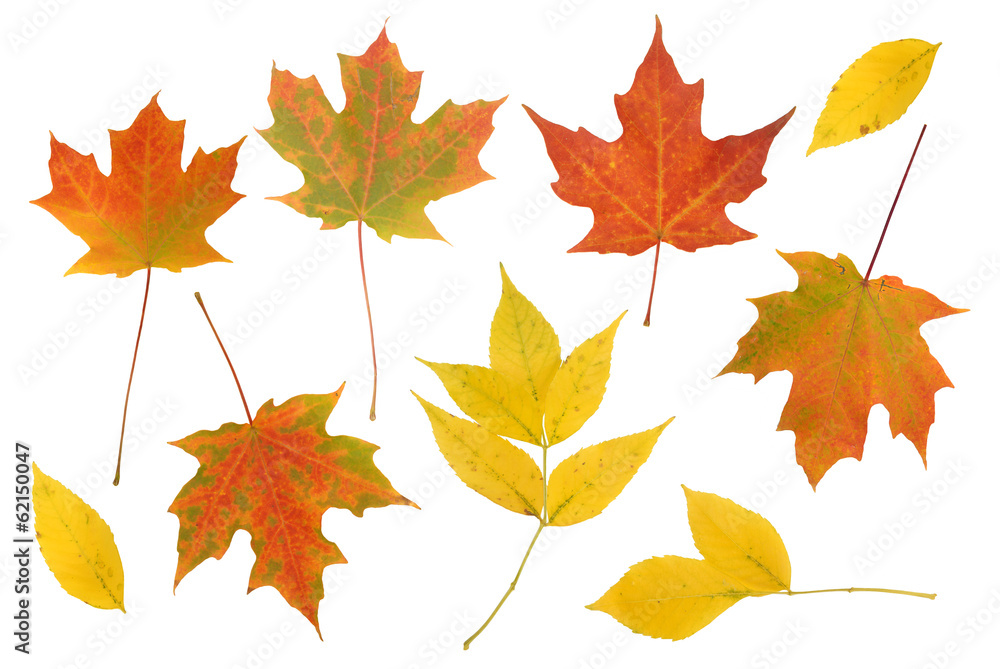 Autumn leaf set isolated on white. Autumn leaf set isolated on white.