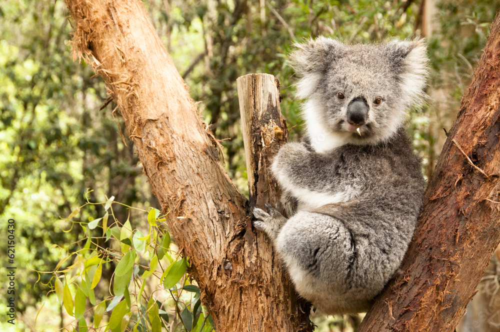 Fototapeta premium Australian Koala
