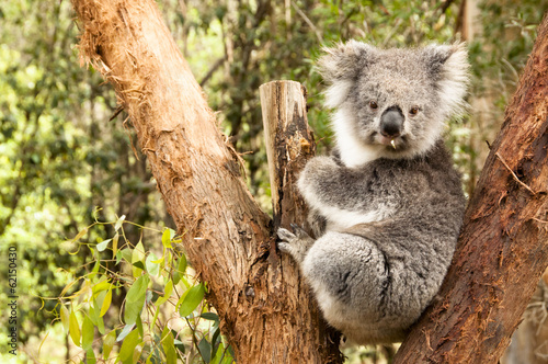 Fototapeta Naklejka Na Ścianę i Meble -  Australian Koala
