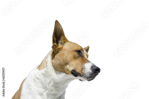 pit bull - collie mix dog