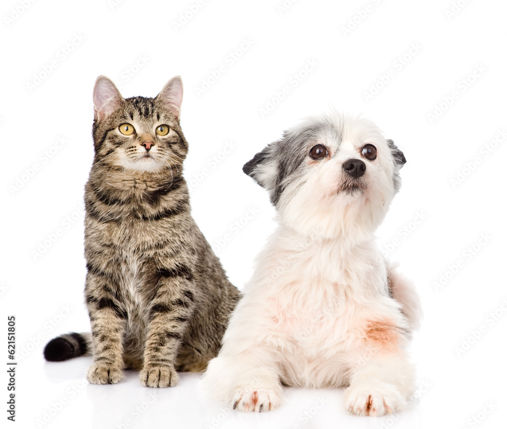 cat and dog together. isolated on white background cat and dog together. isolated on white background
