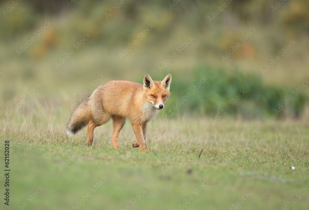 Red Fox