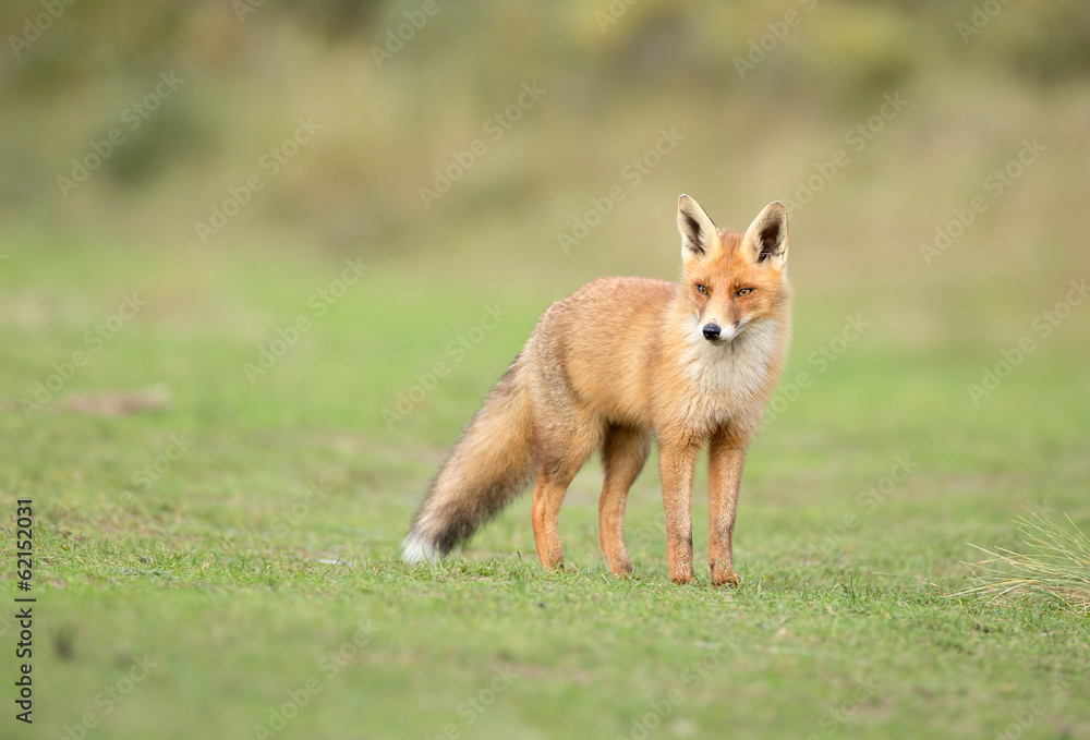 Red Fox Red Fox