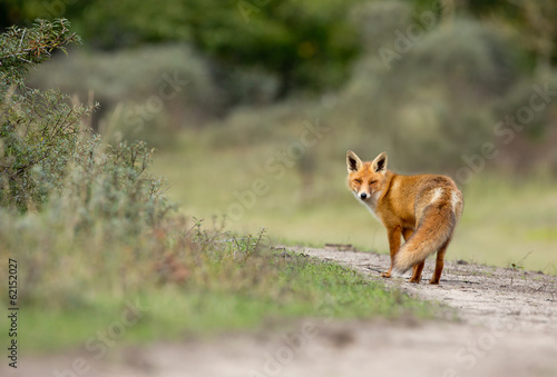 Εκτύπωση καμβά Red Fox