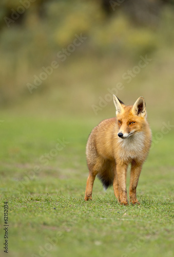 Red Fox © Menno Schaefer