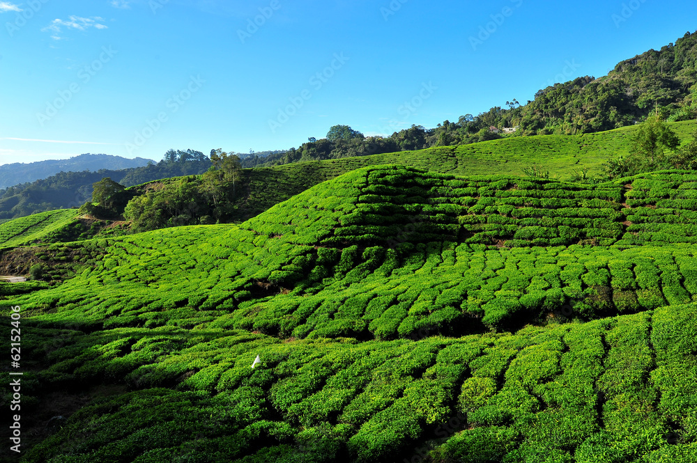 Tea Plantations on Mountain