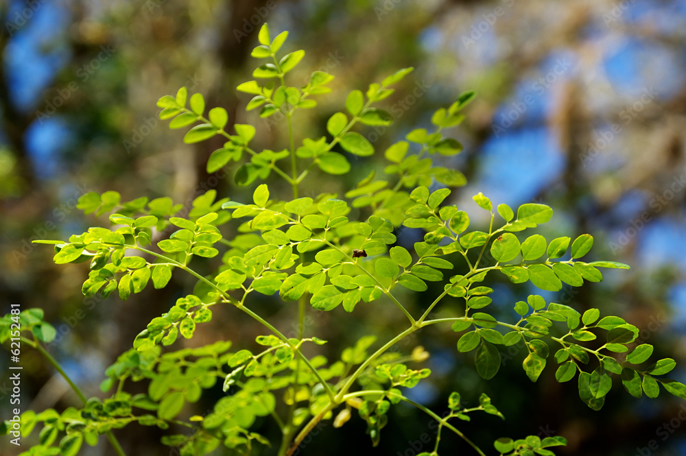 young moringa tree leaves young moringa tree leaves