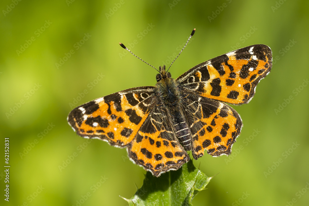 The map butterfly (araschnia levana) on a leaf The map butterfly (araschnia levana) on a leaf