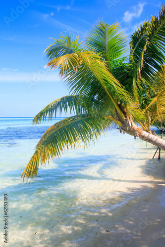 Tropical Sea Palm View © fotomaximum