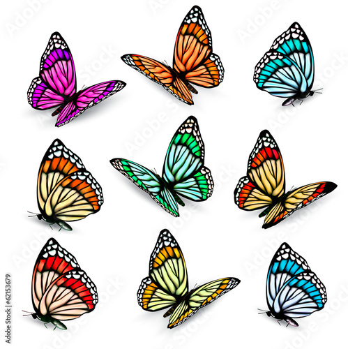 Set of realistic colorful vector butterflies.