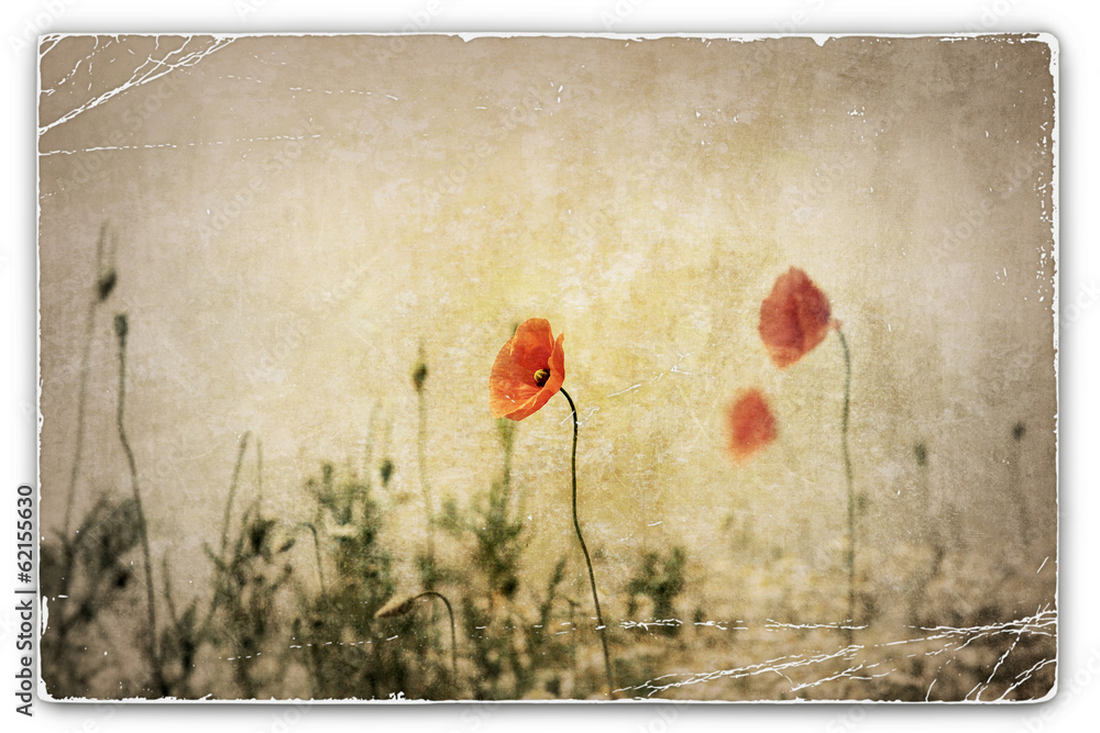 Fototapeta premium Vintage Photograph of Poppies in Field