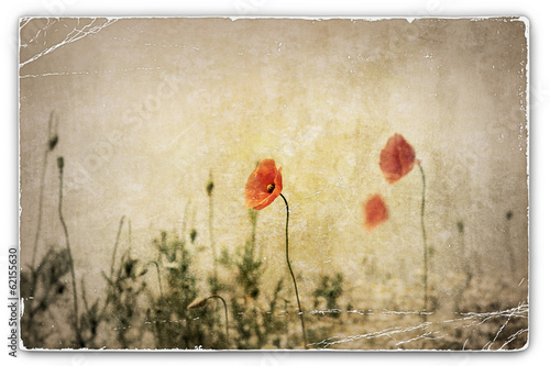 Vintage Photograph of Poppies in Field