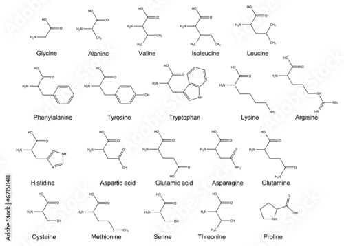 Chemical formulas of the standard amino acids. 2D Illustration photo