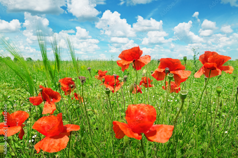 Fototapeta premium poppies on green field