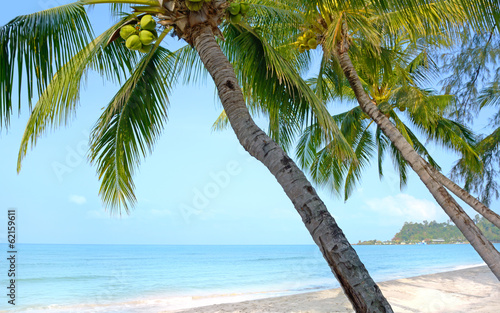 Beach with palm trees. Koh Chang  Thailand