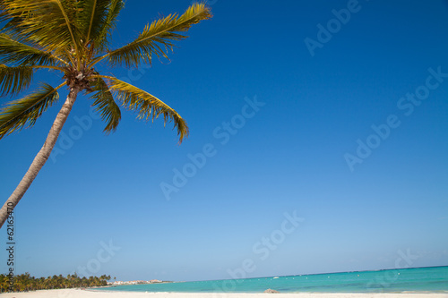 Caribbean sea and palm