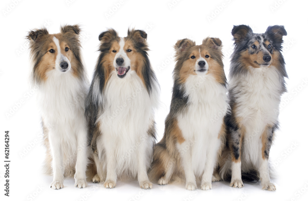 shetland dogs shetland dogs