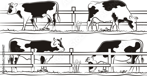 cow and bull on the meadow