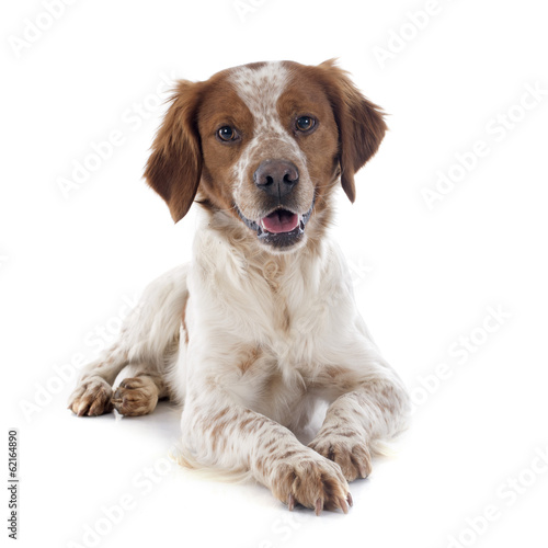 Fototapeta Naklejka Na Ścianę i Meble -  brittany spaniel