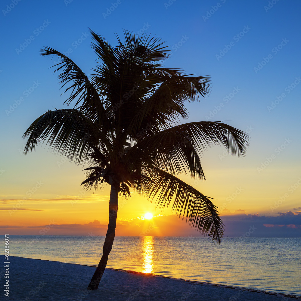View of Beach with palm tree at sunset