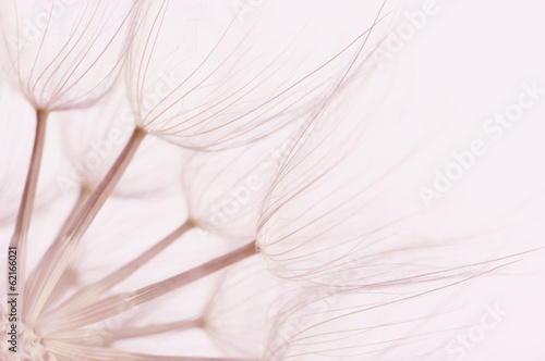 Dandelion close-up © Svetlana Lukienko